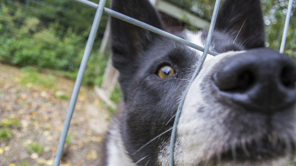 Koira katsoo lähikuvassa kameraan työntäen kuononsa koiraverkon reikään.