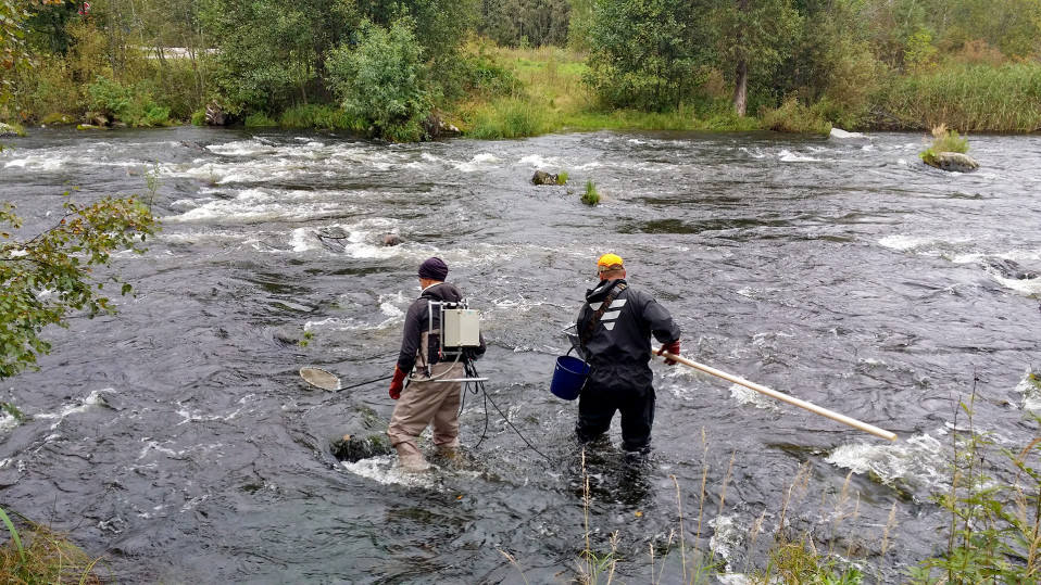 Koekalastusta Hiitolanjoella