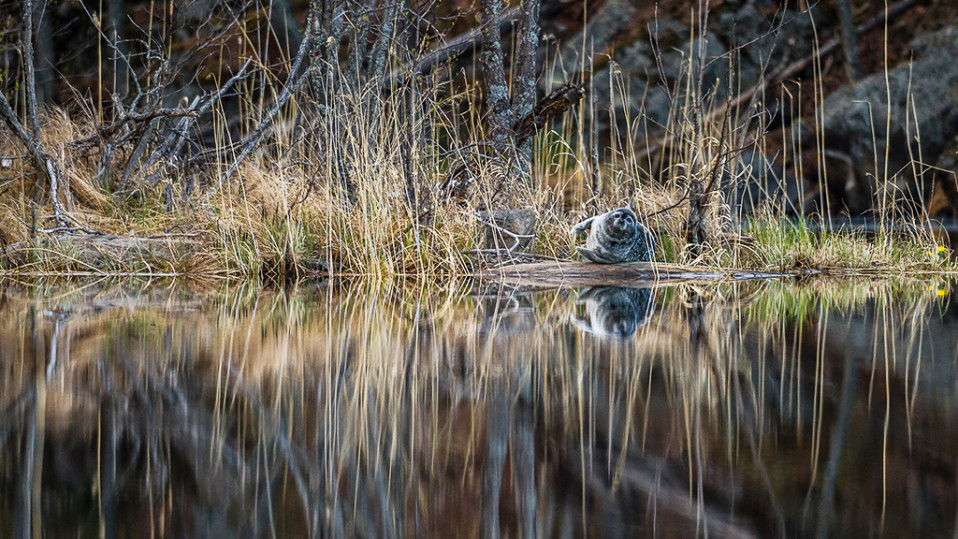 Norppa rantakalliolla