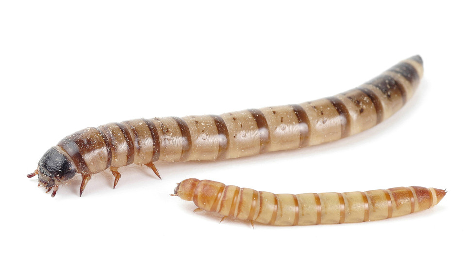 Mato, tenebrio molitor.