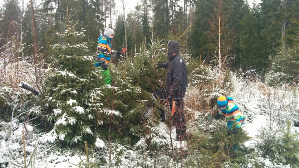 Isä ja pojat kuusenhakuretkellä.