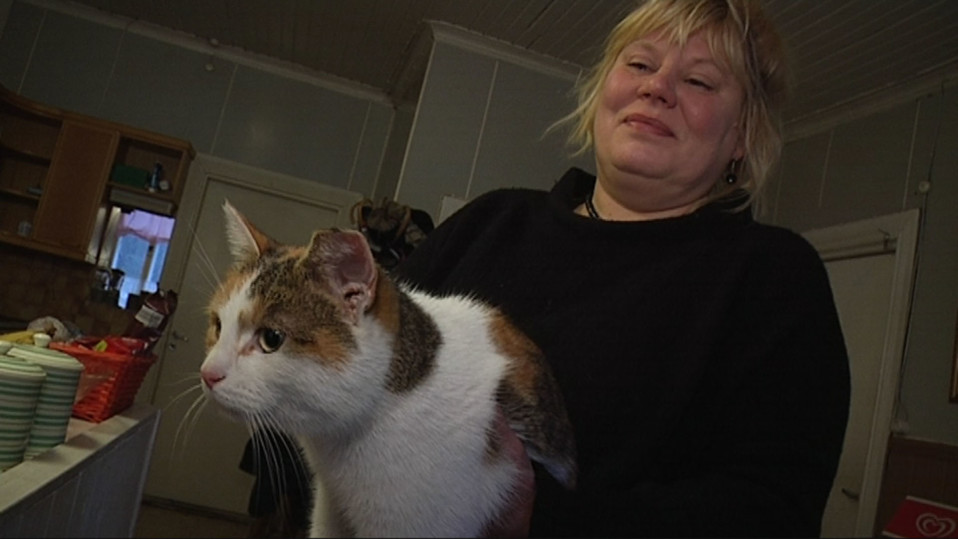 Koistinen vietti pari päivää löytöeläintalossa Taina Marttisen hoteissa. Keskiviikkona omistaja löytyi.