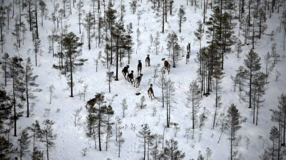 Metsäpeuroja Lappajärven metsissä nähtynä ylhäältä helikopterista