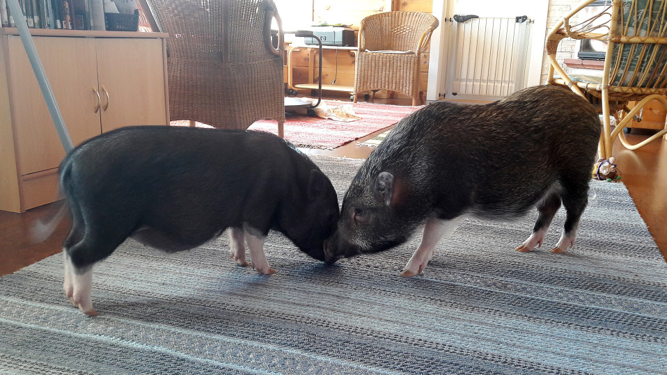Pekko ja Iiro nuuskuttelevat toisiaan.