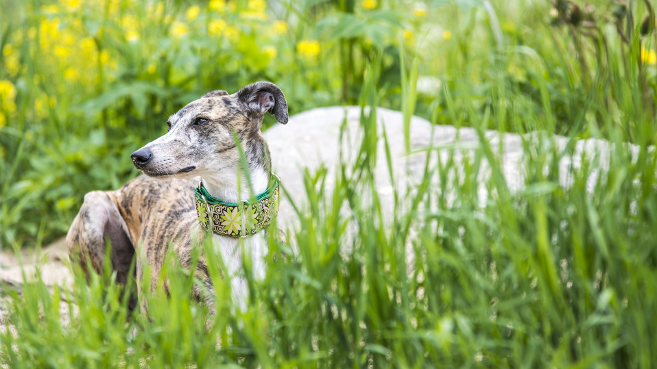 Siiri-galgo nauttii kesästä.