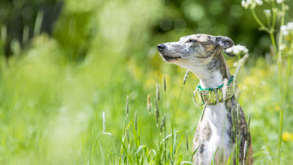 Siiri on noin 3,5-vuotias galgo, joka on pelastettu espanjalaiselta tappotarhalta Suomeen.
