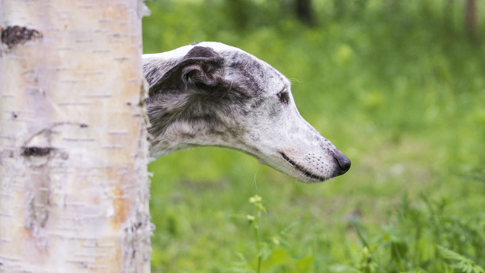 Lupita-galgo koirapuistossa.