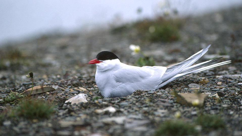 Lapintiira hautoo.