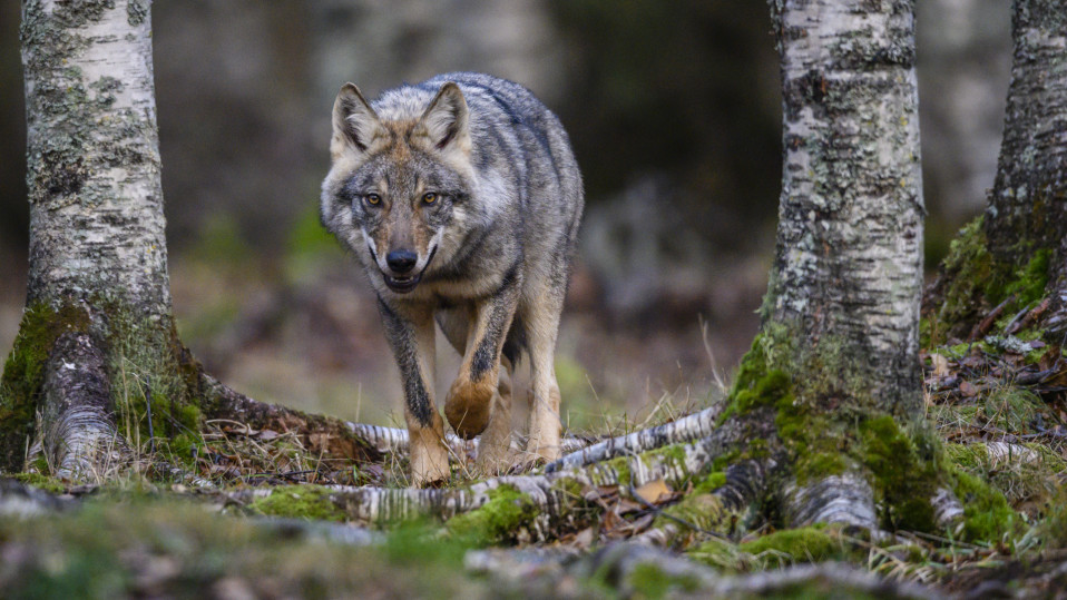 Vuoden luontokuva 2019 -kisan Nuoret-sarjan voittaja, Lasse Kurkelan otos Sudenpentu