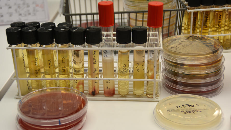 Kuvassa laboratorion näyteputkia ja -astioita