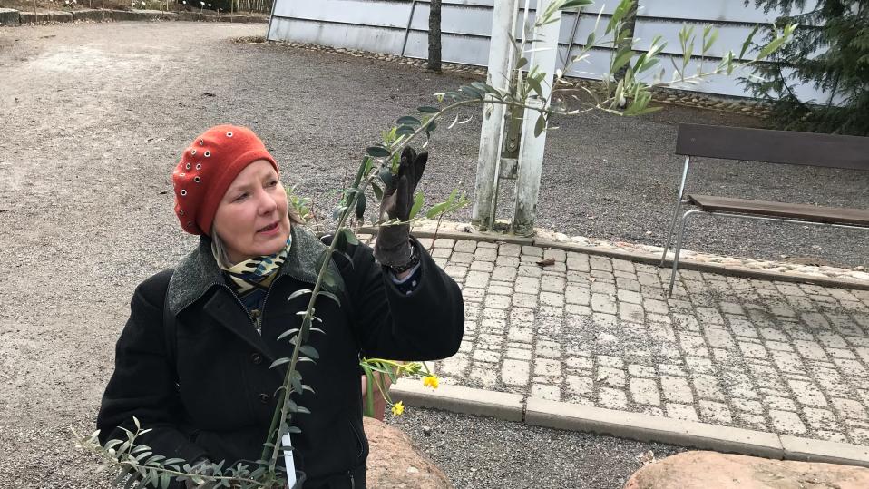 Nainen pitelee oliivipuun oksaa käsissään