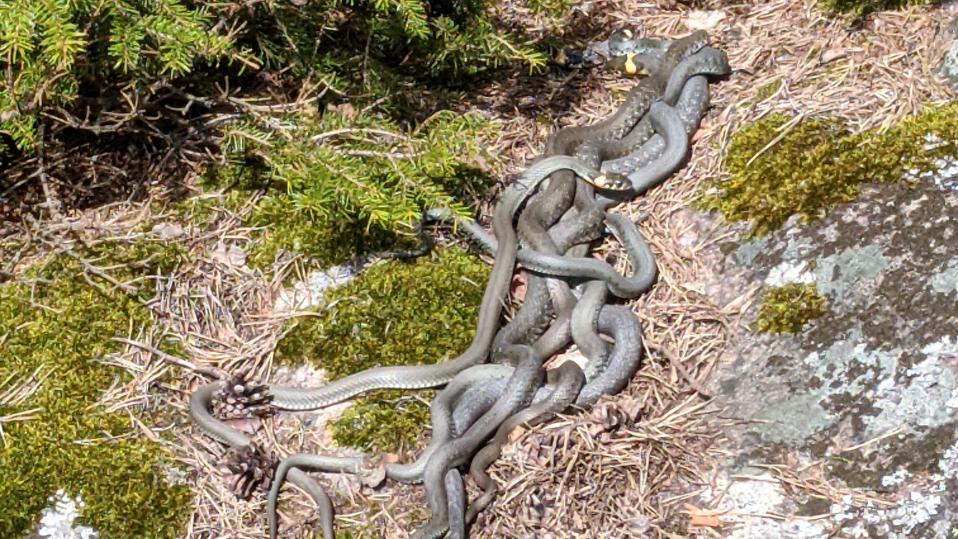 Rantakäärmeet kasautuneet yhteen kiemurtelemaan.