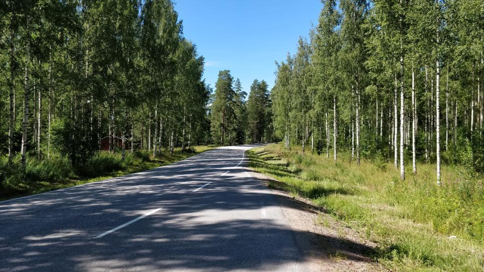 Asfalttitie kiemurtelee koivujen välissä
