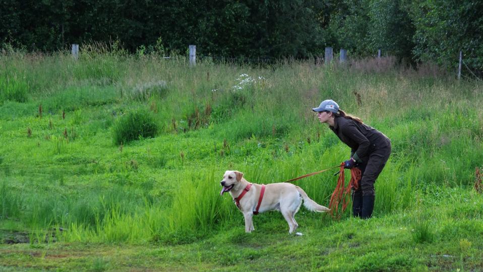 nainen ja labradorinnoutaja