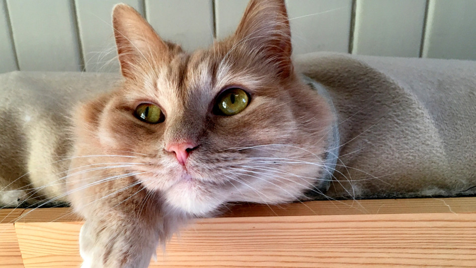Hemu-kissa.