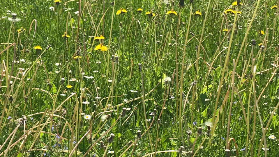 Niittyaluetta lähikuvassa Lappeenrannan Arboretumissa.