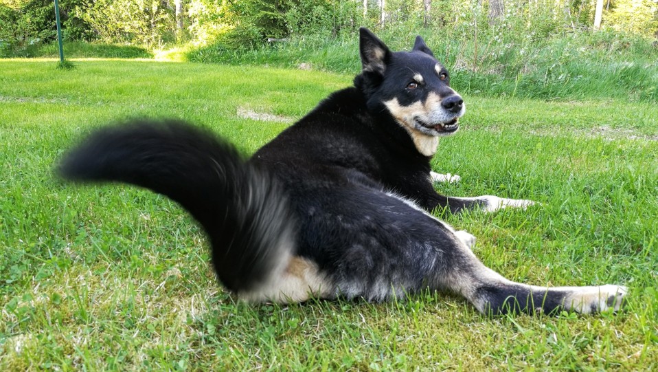 Lapinporokoira makoilee nurmikolla