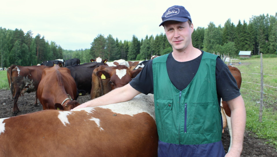 maidontuottaja Tuomo Siljanen lehmien keskellä