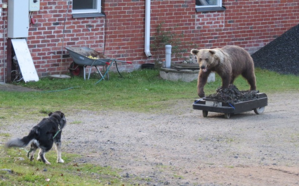 Koira haukkuu karhulle petotestauksessa.