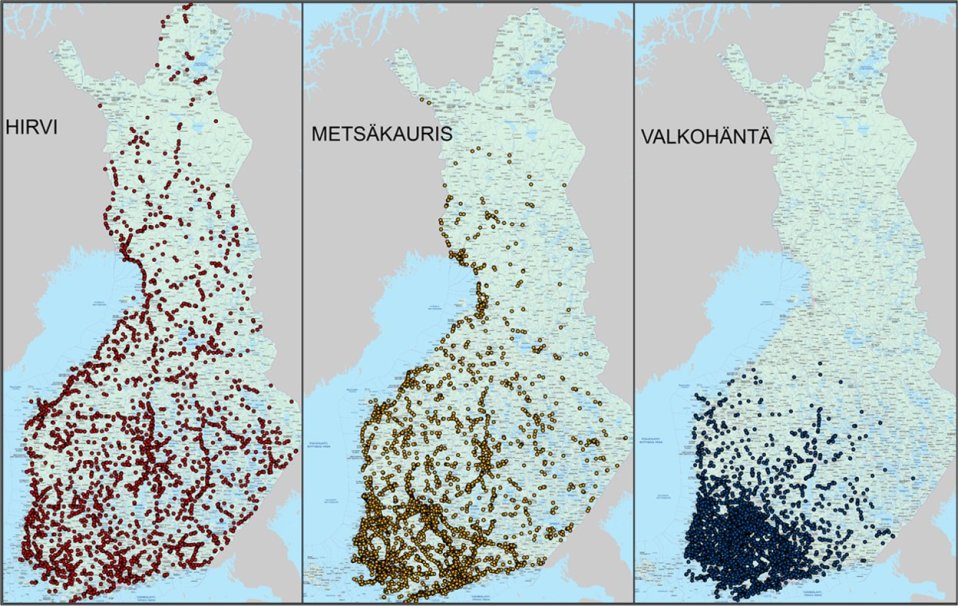 Hirven, metsäkauriin ja valkohännän kolareiden levittyminen alueellisesti Suomessa.