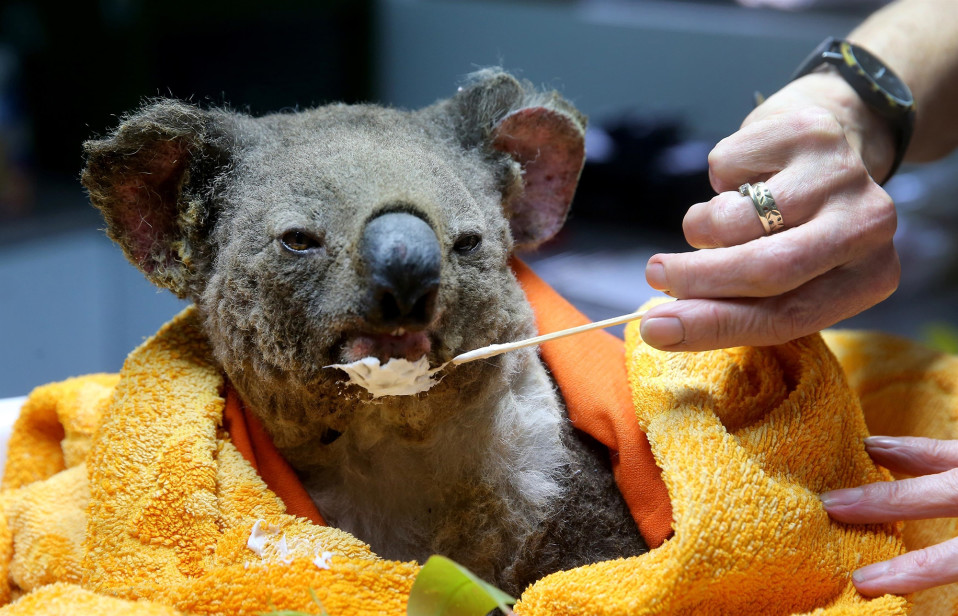Palovammoja saanutta koalaa hoidetaan Port Macquarien koala -sairaalassa.