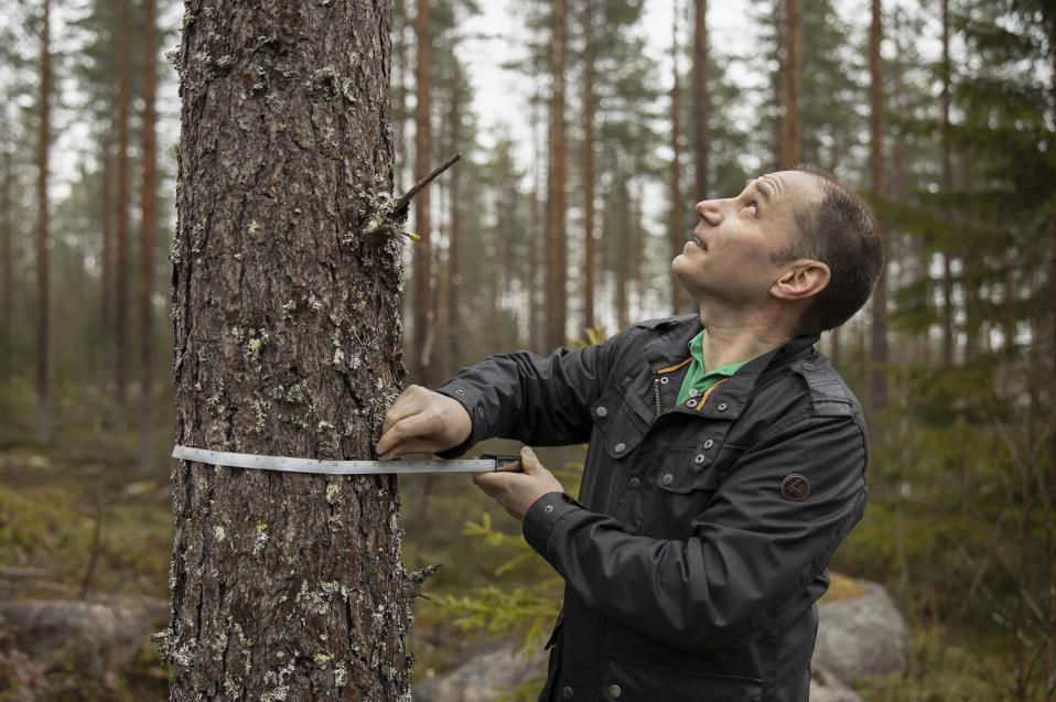 Matti Toivonen mittaa männyn rungon paksuutta.