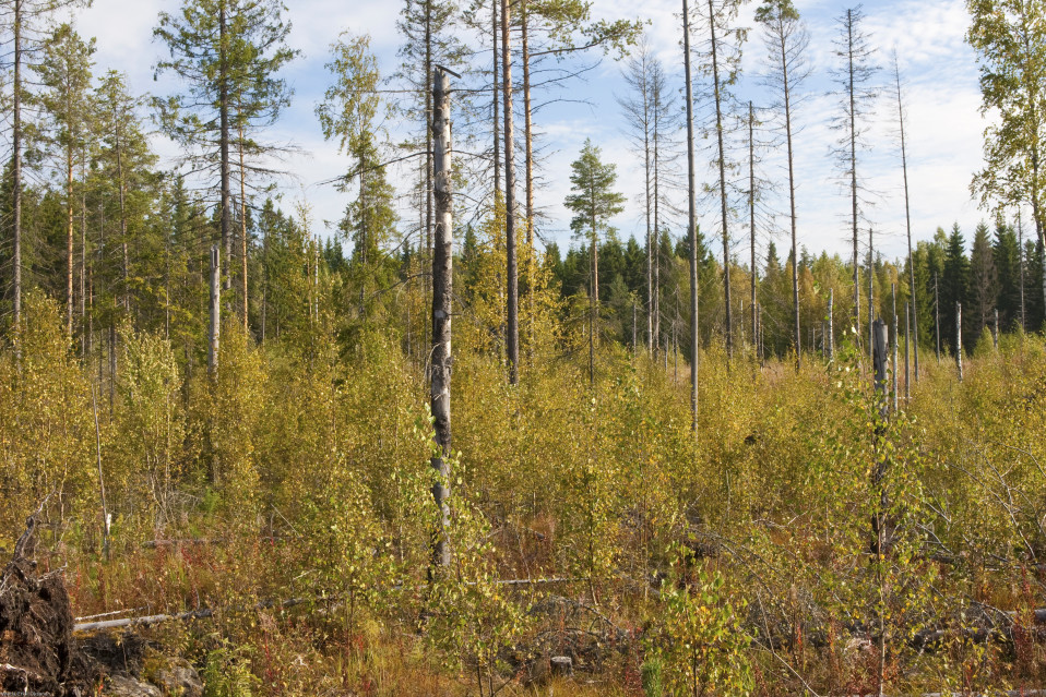 Syyskuussa 2009 Padasjoen metsäpalosta on kulunut seitsemän vuotta. Lehtipuutaimikko kasvaa runsaana.