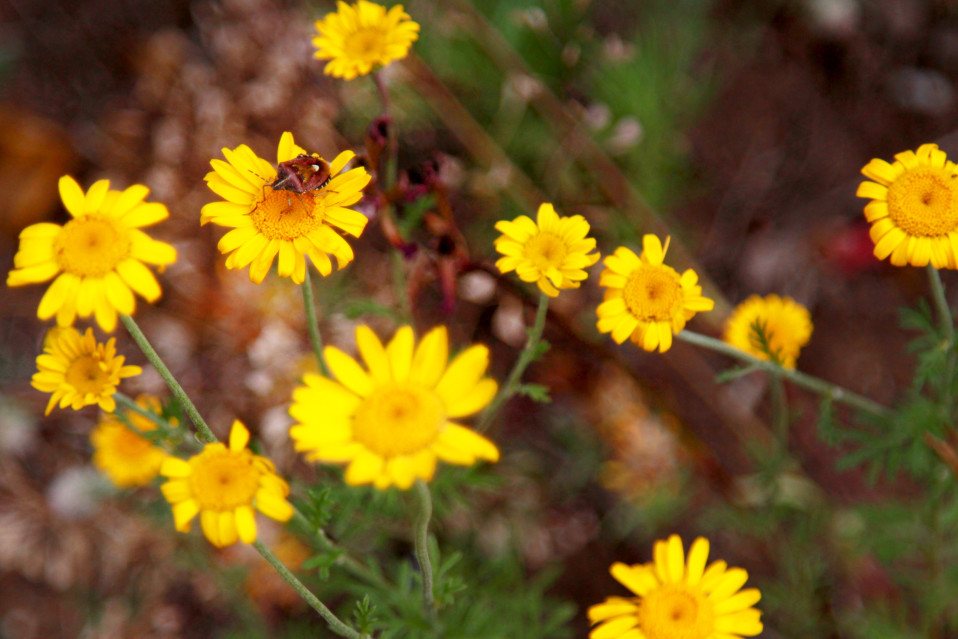 Lude keltasauramolla