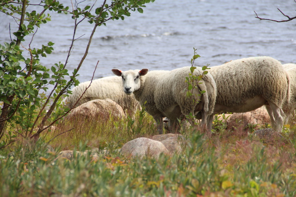 Lampaita Pensaskarissa.
