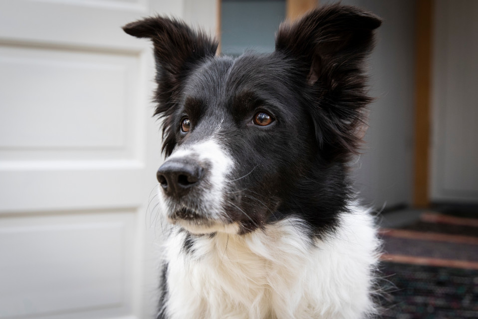 Bordercollie Nova