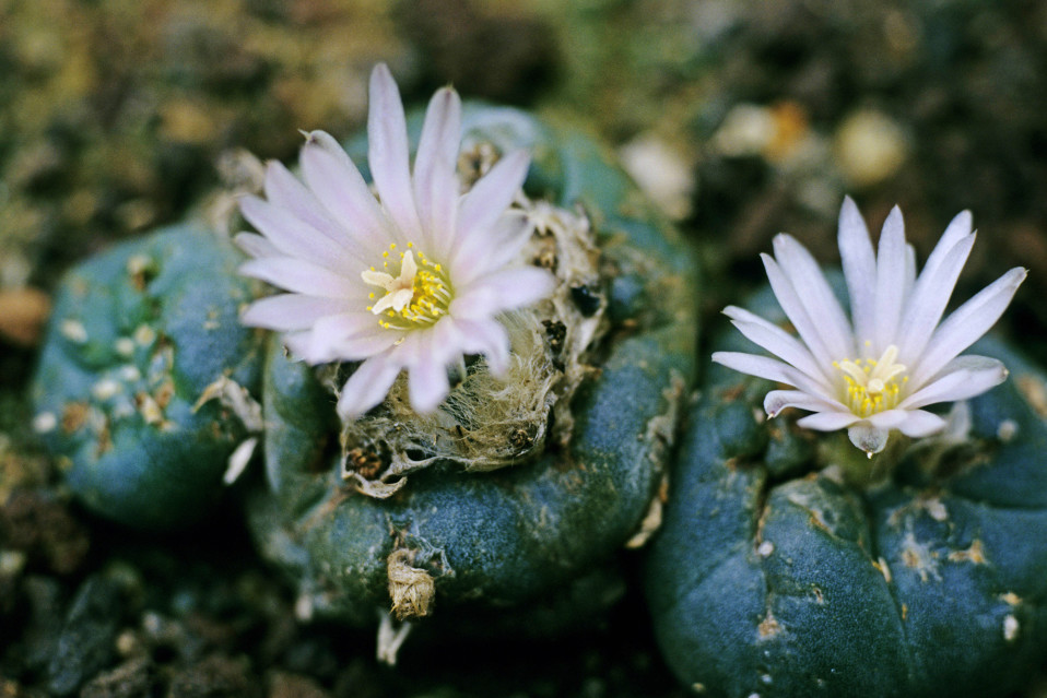 Kuvassa on peyote-kaktus.