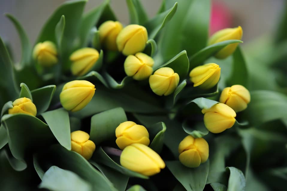 Yellow flight -tulppaaneja Partaharjun puutarhalla Pieksämäellä.