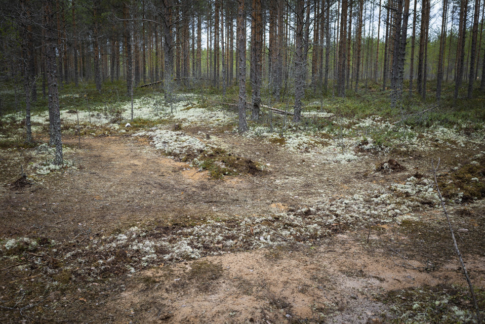 Kaivauksien jälkiä metsässä.
