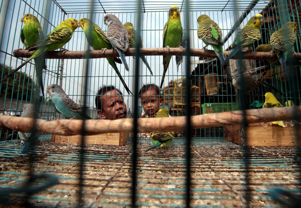 Indonesialainen isä ja lapsi valikoivat papukaijoja lintutorilla Jaavan saarella.