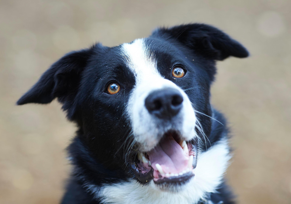Border Collie
