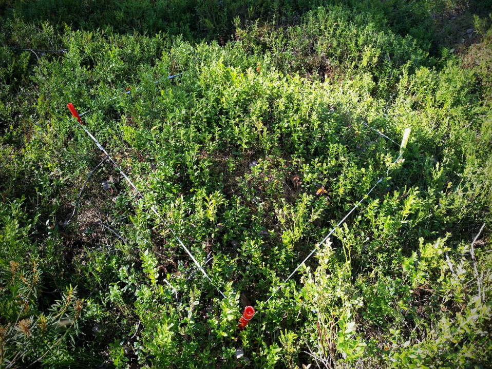 4H-yhdistyksen marjasadon seurantaruutu evijärveläisessä metsässä.