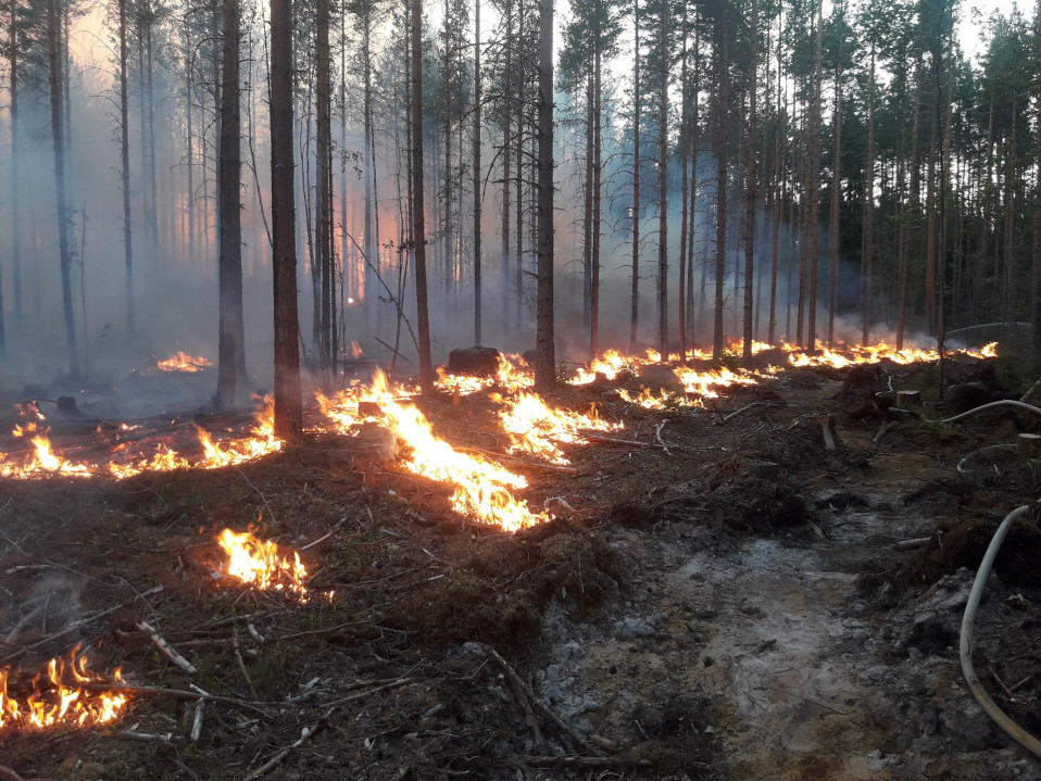 Pystymetsän polttoa