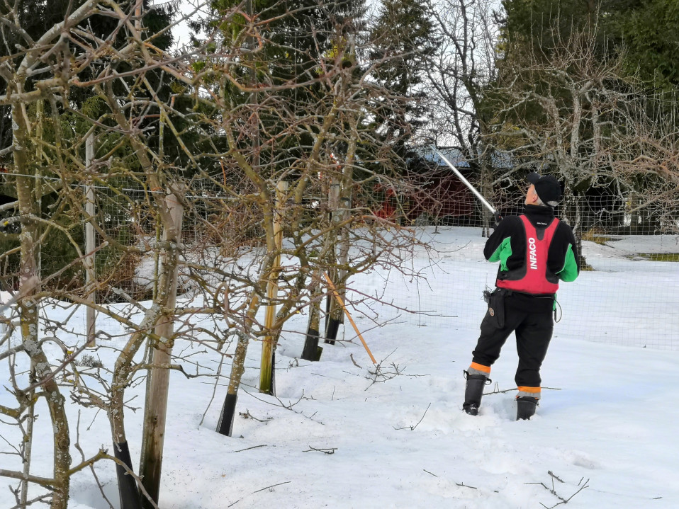 Rune Drockila leikkaa omenapuita.