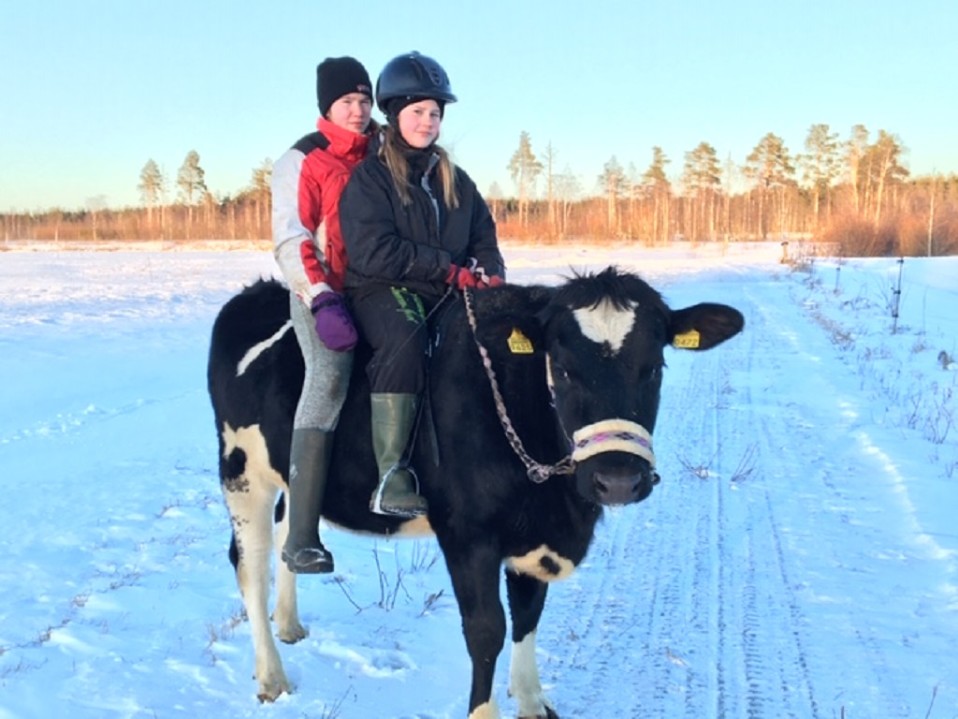 Irina Ala-Kopsala ja Senja Meriläinen lehmän selässä.