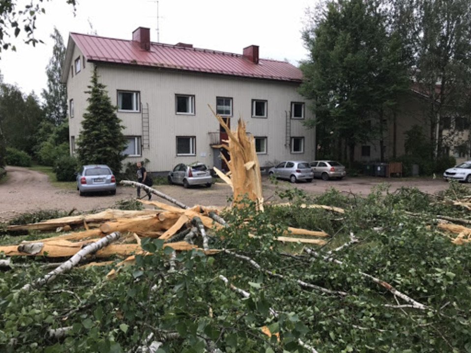 Puu sälöinen pihalla