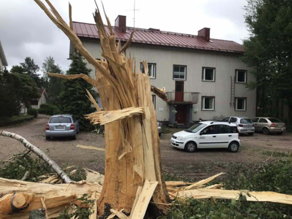 säpäleinen puu pihalla