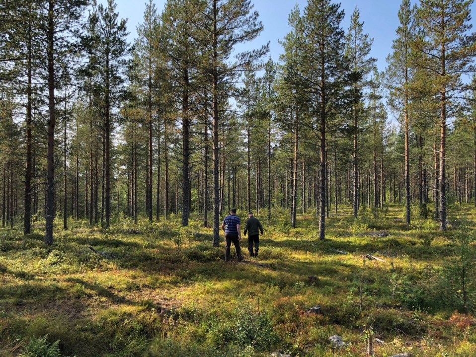 Talousmetsää Posion Susivaarassa yli puoli vuosisataa suuren avohakkuun ja kahden harvennushakkuun jälkeen. Posio, 27.8.2019