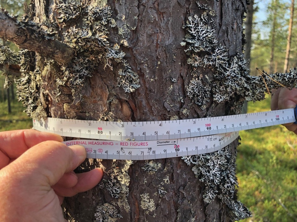 Osaran aukealle kasvanut mänty on 55-vuotias. Puun halkaisija rinnan korkeudella on 24,5 senttiä. Susivaara, Posio, 27.8.2019