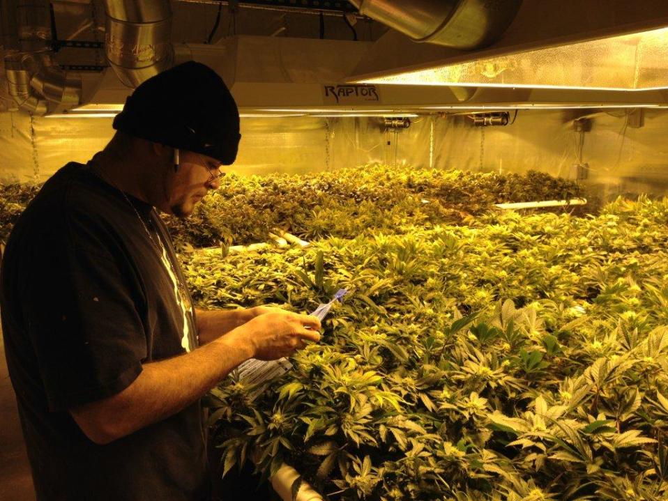 Mies hoitaa laillista kannabisviljelmäänsä.