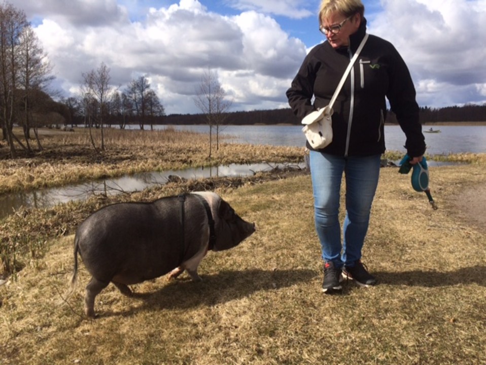 Kaija Koistisen laukusta löytyy Juti-possulle aina pieni herkkupala.
