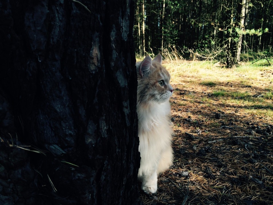 Kissa katselee puun takaa metsämaisemassa.