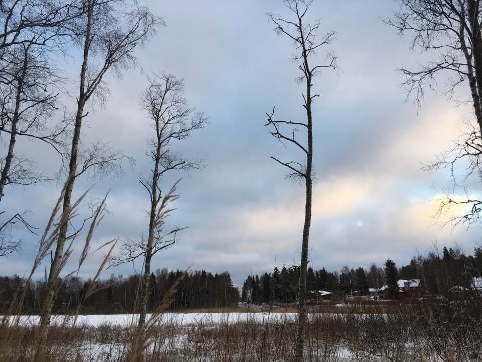 kuolleita koivuja saastuneen järven rannalla