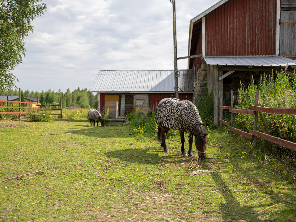 Kaksi ponia syö ruohoa aitauksessa vanhan navetan takana.