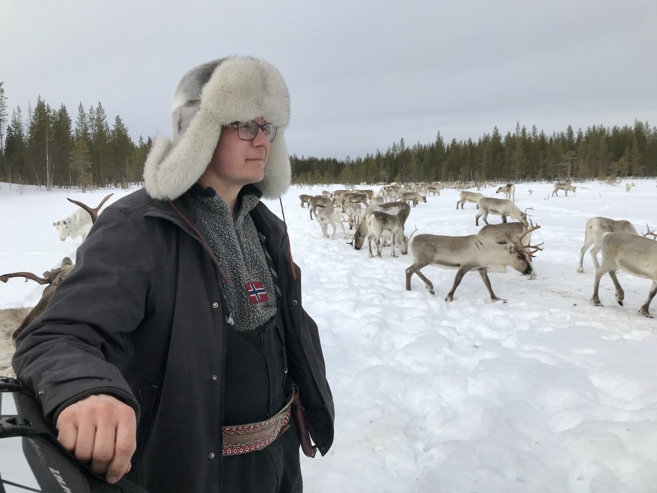 Anssi Kiiskinen paimentaa porojaan.
