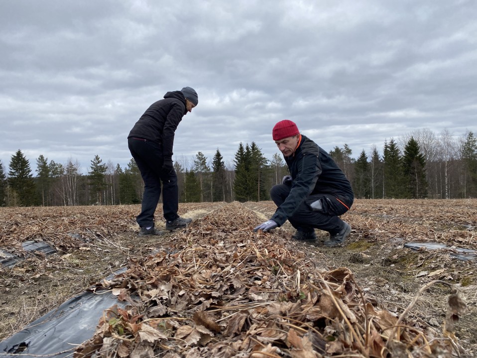 Laitiset tarkistavat, millaisessa kunnossa mansikkapelto on talven jälkeen.